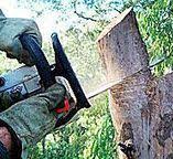 Best Fruit Tree Pruning  in Horseheads North, NY