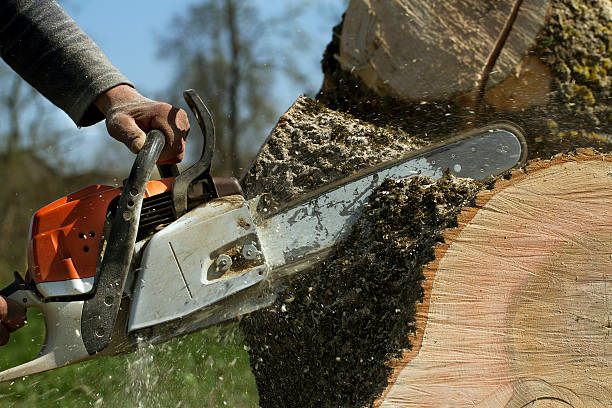 Best Seasonal Cleanup (Spring/Fall)  in Horseheads North, NY