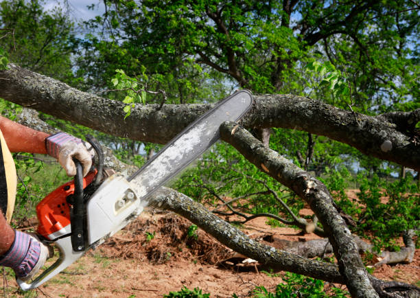 Horseheads North, NY Tree Removal Company